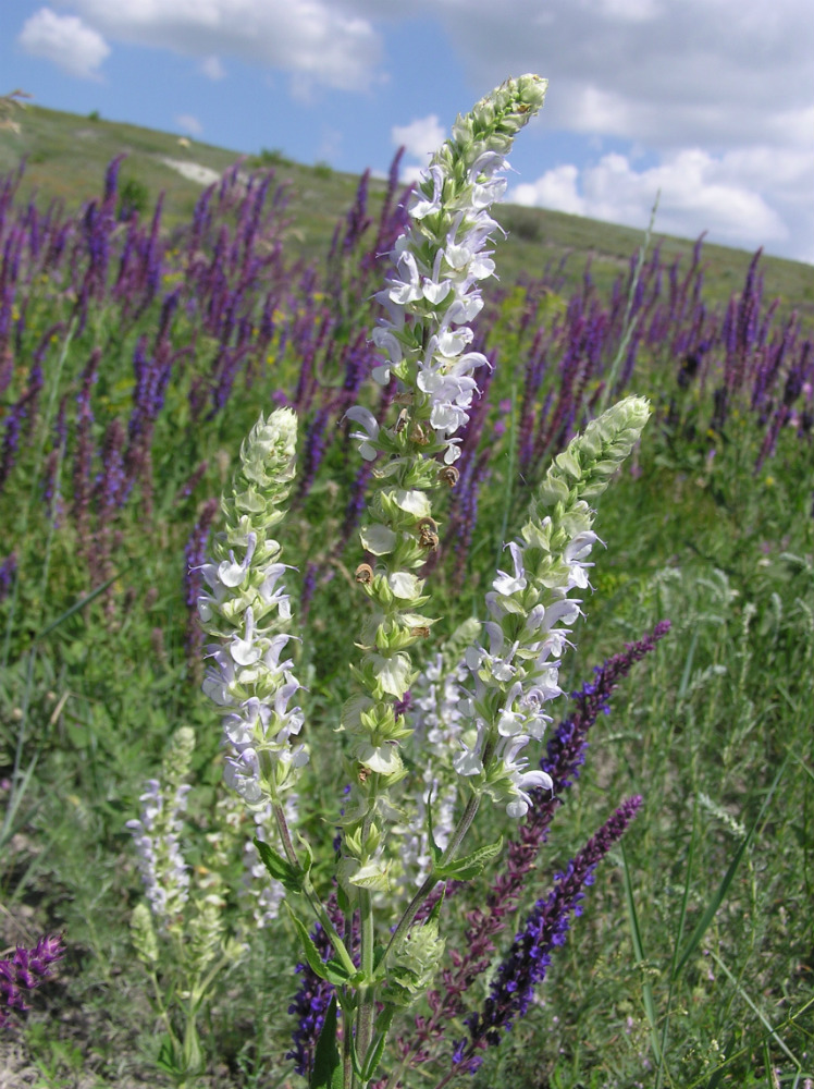 Image of Salvia tesquicola specimen.