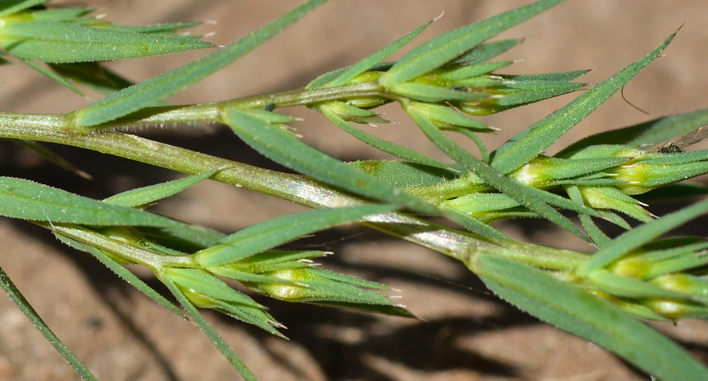 Image of Linum strictum ssp. spicatum specimen.