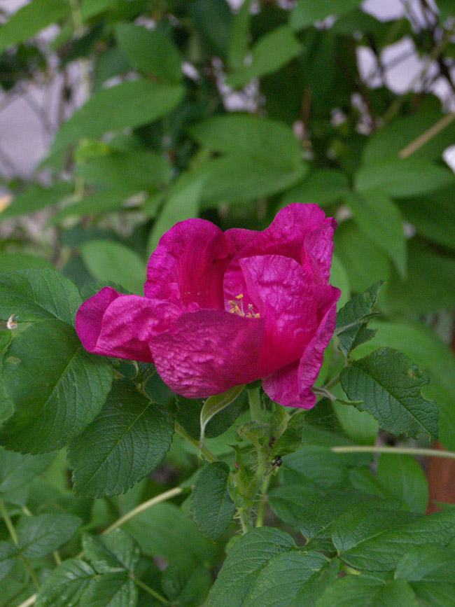 Изображение особи Rosa rugosa.