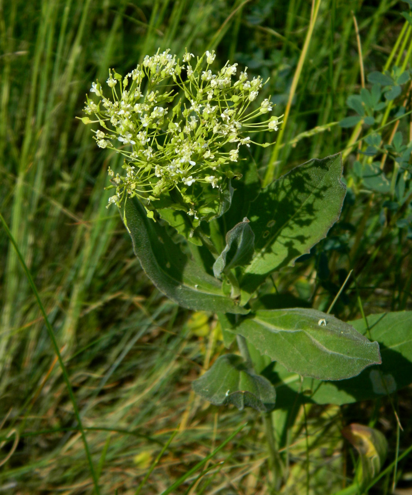 Image of Cardaria draba specimen.