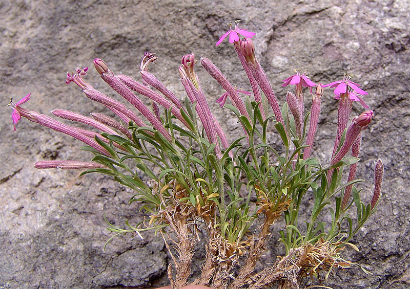 Изображение особи Silene meyeri.