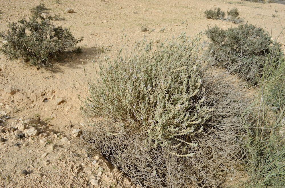 Image of Stachys aegyptiaca specimen.