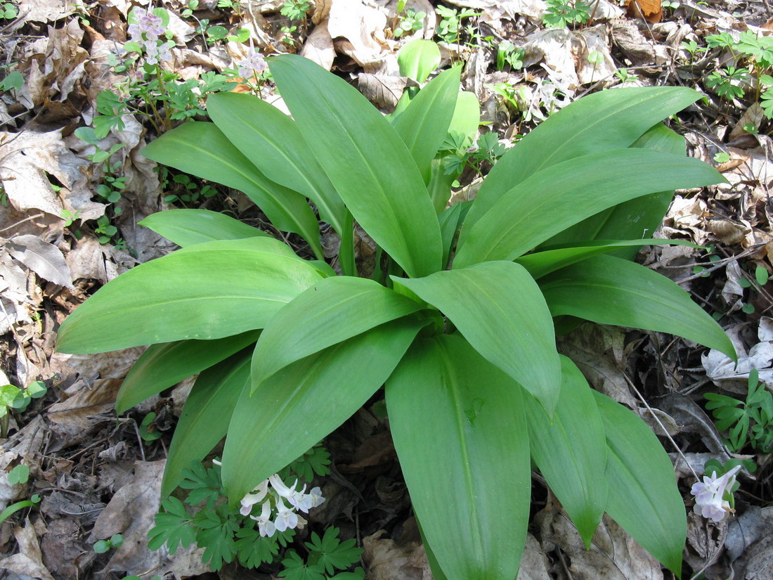 Image of Allium ursinum specimen.