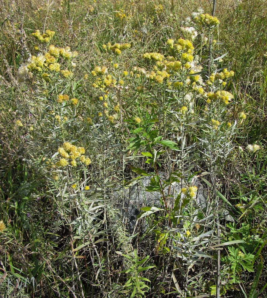 Изображение особи Galatella biflora.