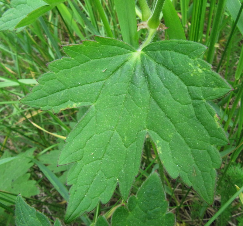 Image of Geranium platyanthum specimen.