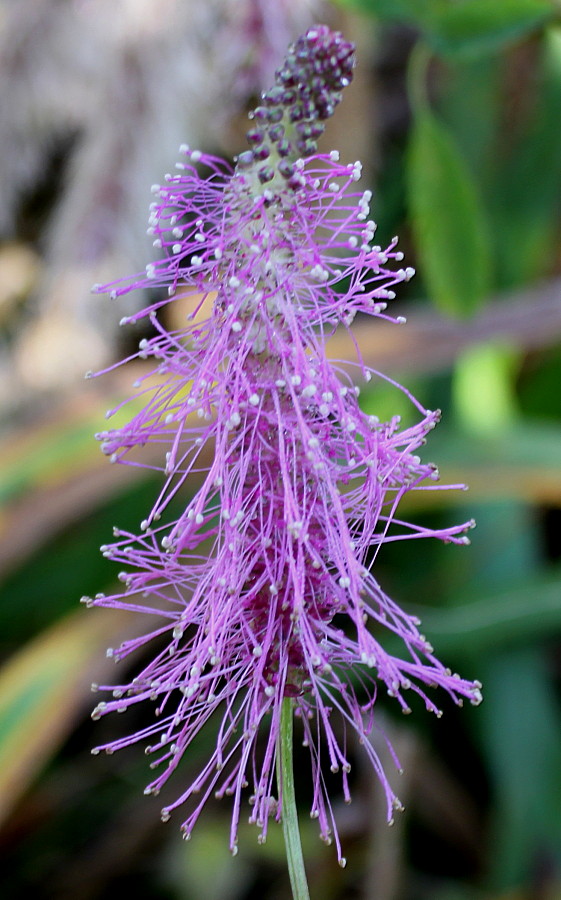 Image of genus Sanguisorba specimen.