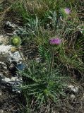 Jurinea pseudomollis. Цветущее растение на степном южном склоне. Самара, Сокольи горы. 10.05.2009.