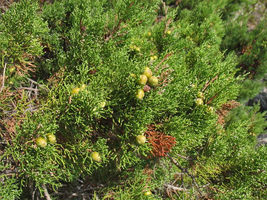 Изображение особи Juniperus phoenicea.