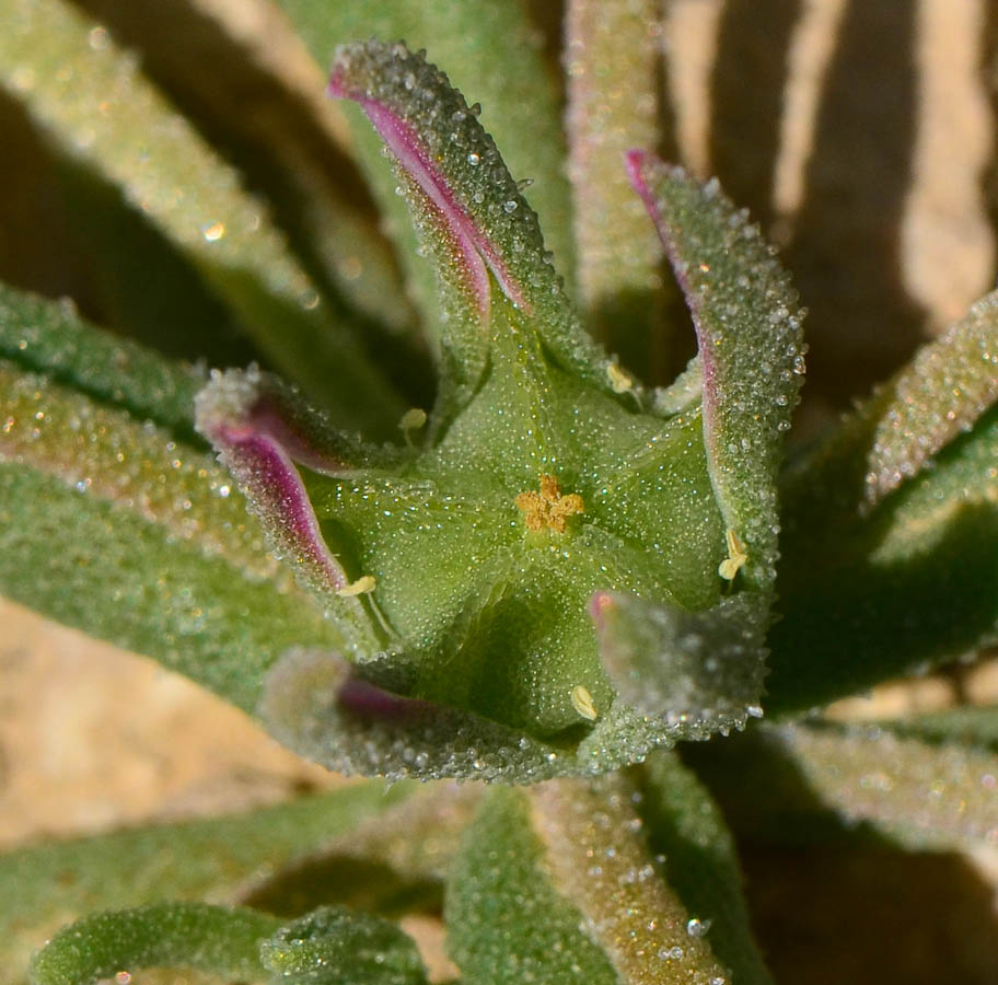 Image of Aizoon hispanicum specimen.