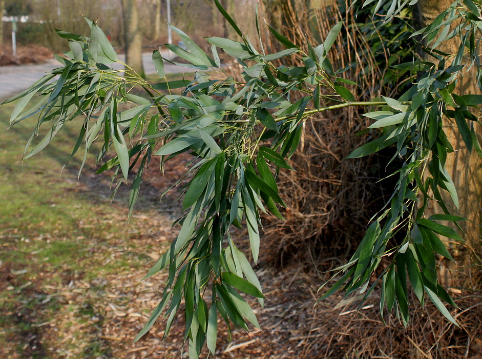 Изображение особи Pseudosasa japonica.