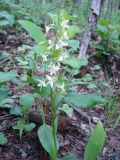 Смотреть изображение Platanthera densa