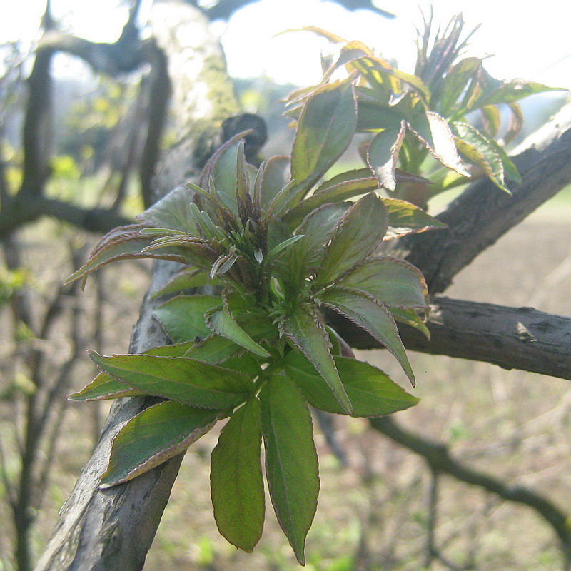 Изображение особи Sambucus racemosa.