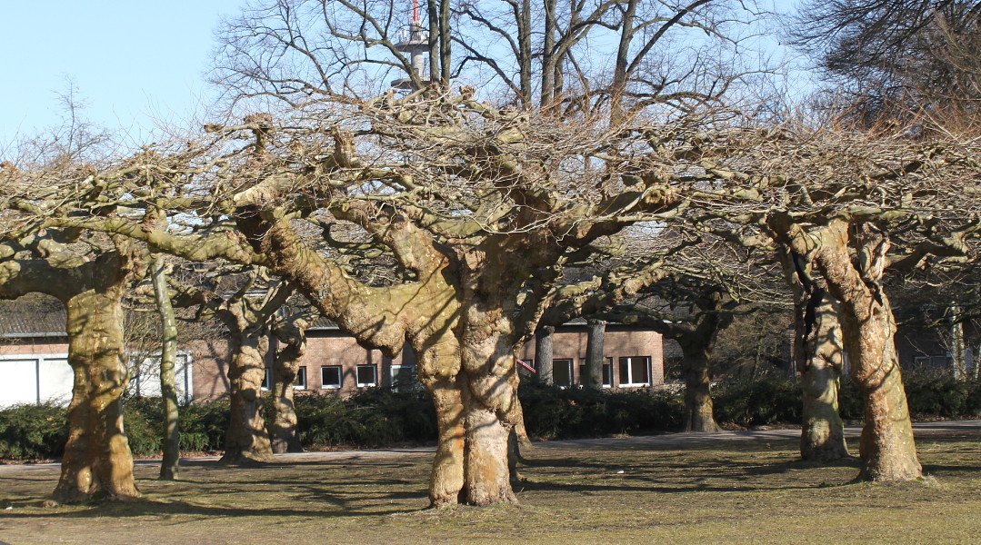 Image of Platanus &times; acerifolia specimen.