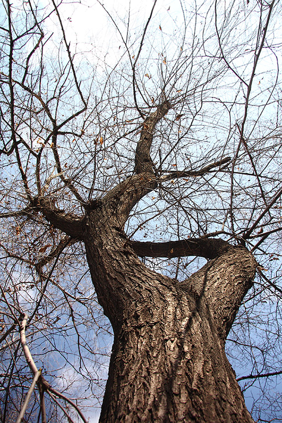 Image of Ulmus pumila specimen.