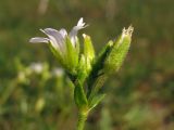 Dichodon viscidum. Цветки. Крым, зап. берег Симферопольского вдхр. 29 апреля 2013 г.