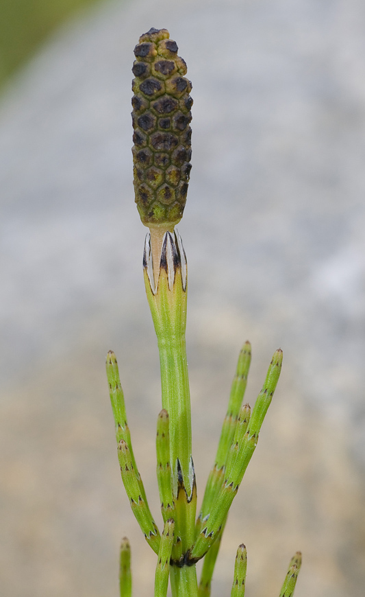 Image of Equisetum palustre specimen.