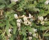 Astragalus polygala. Верхушки побегов с соцветиями. Нагорный Карабах, Мартунинский р-н, окр. дер. Мсмна. 06.05.2013.