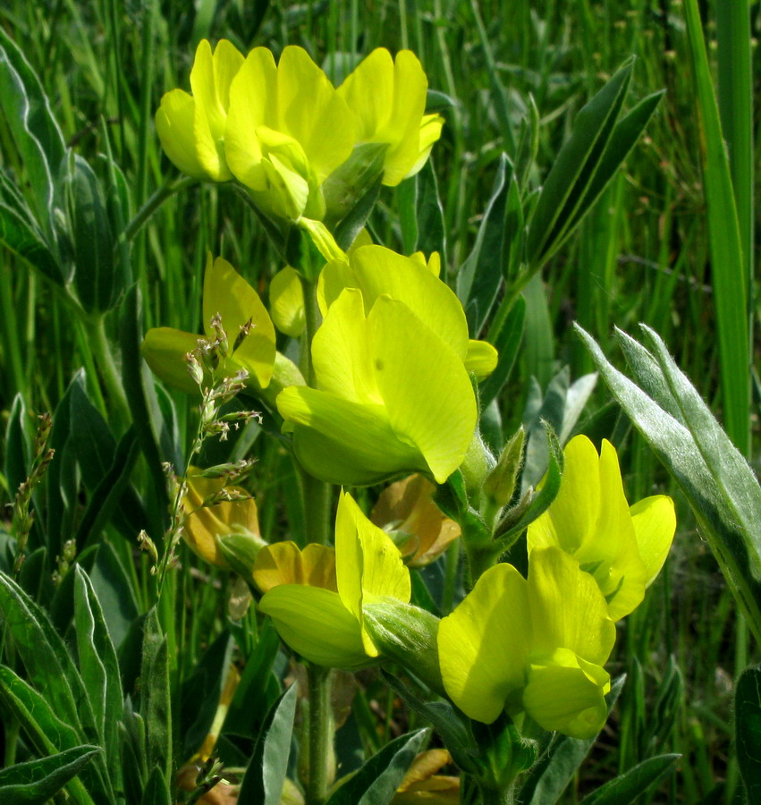 Термопсис цветок фото