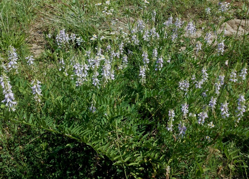 Изображение особи Galega officinalis.