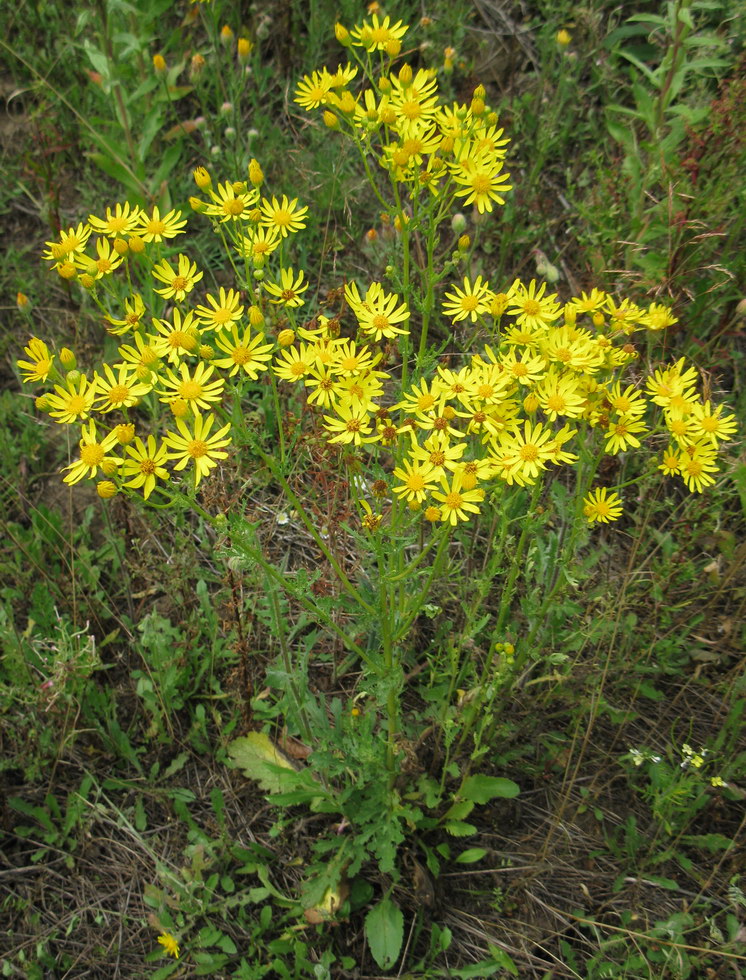 Image of genus Senecio specimen.