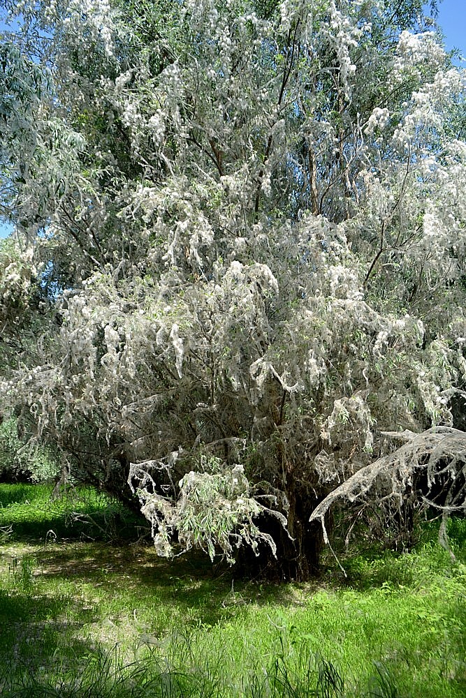 Image of Salix triandra specimen.