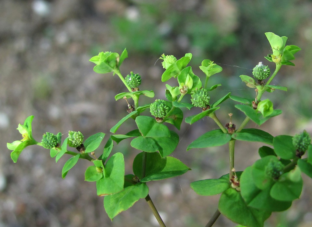 Изображение особи Euphorbia stricta.