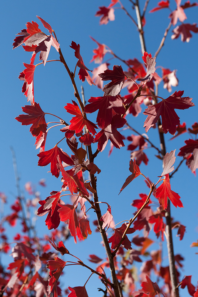 Изображение особи Ribes aureum.