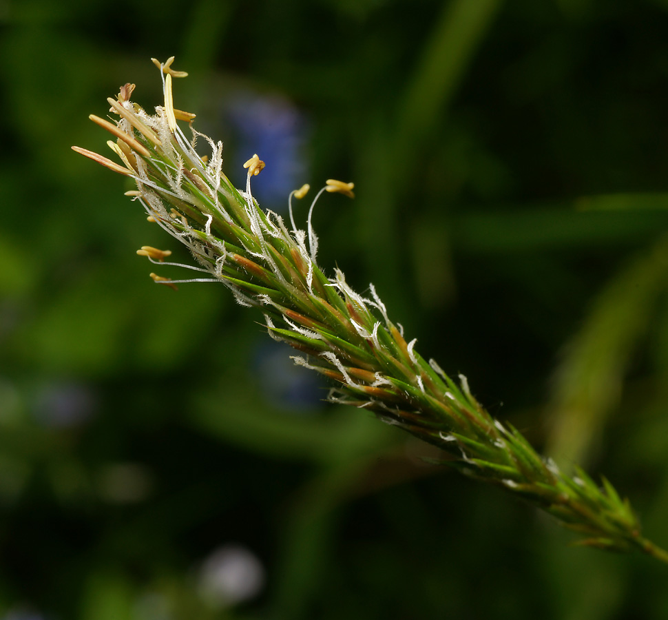 Image of Anthoxanthum odoratum specimen.