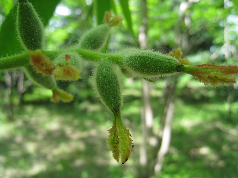 Image of Juglans mandshurica specimen.