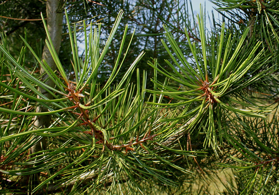 Изображение особи Pinus bungeana.