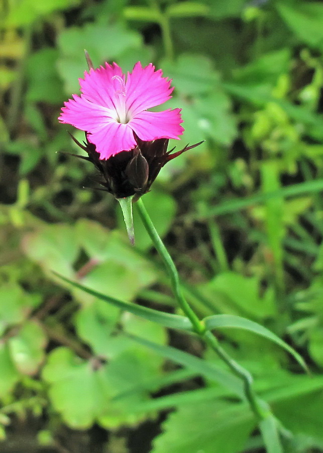 Изображение особи род Dianthus.