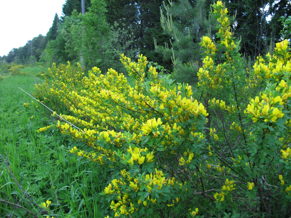 Изображение особи Chamaecytisus ruthenicus.