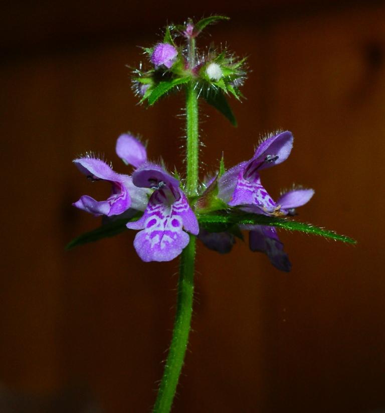 Image of Stachys palustris specimen.