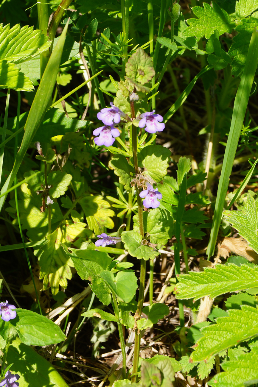 Image of Glechoma hederacea specimen.