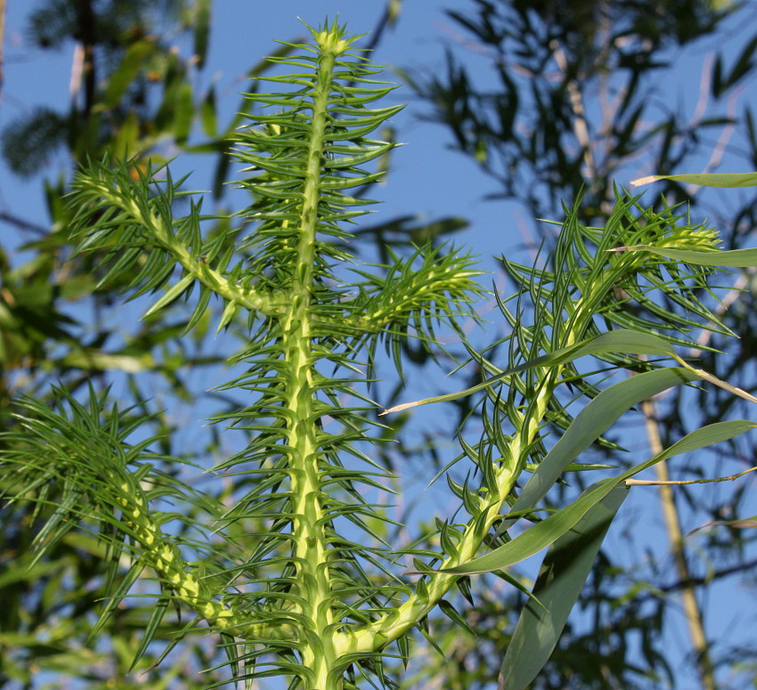 Image of Cunninghamia lanceolata specimen.