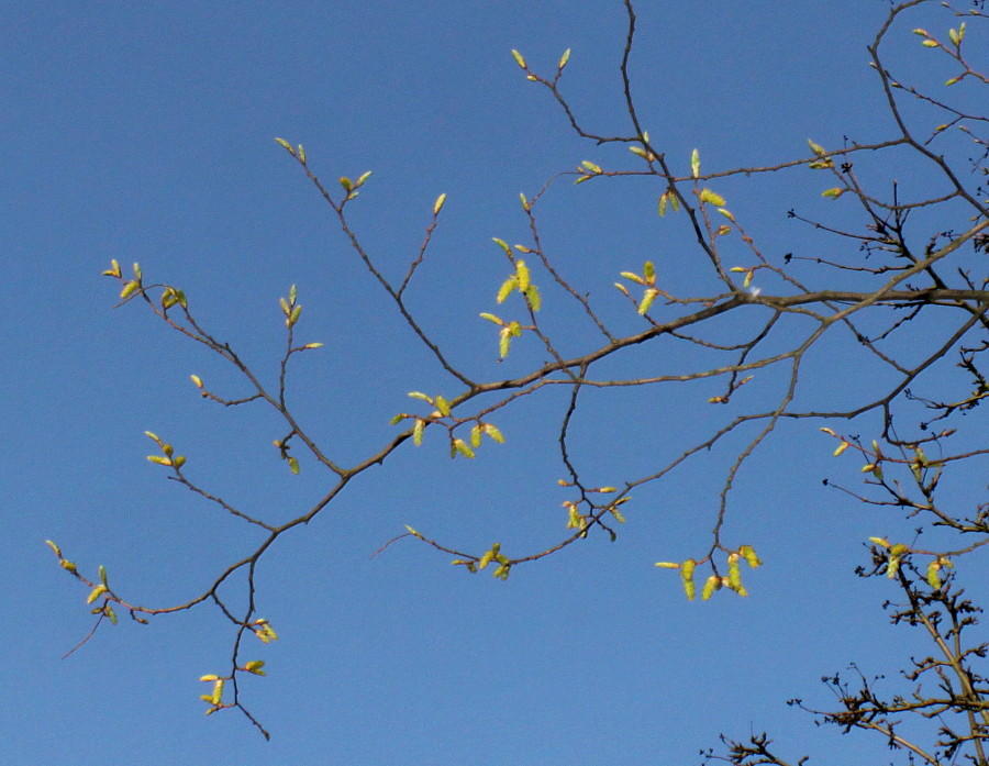 Изображение особи Carpinus japonica.