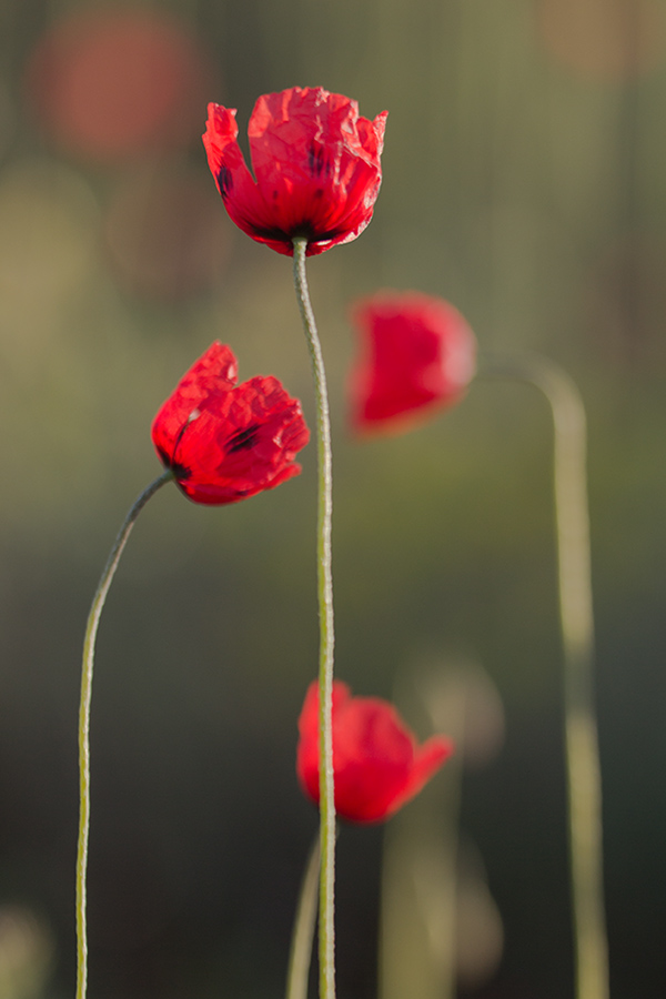 Image of genus Papaver specimen.