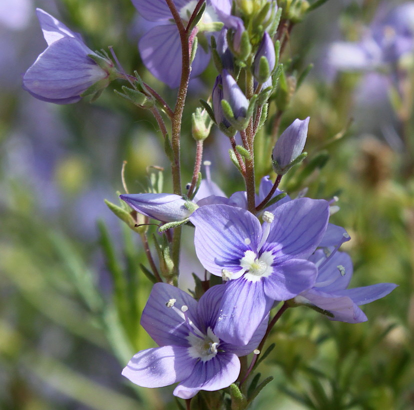 Image of Veronica armena specimen.