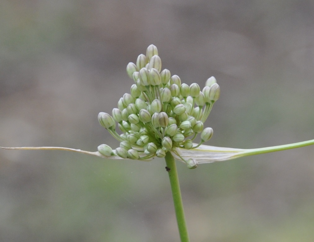 Image of Allium pallens specimen.