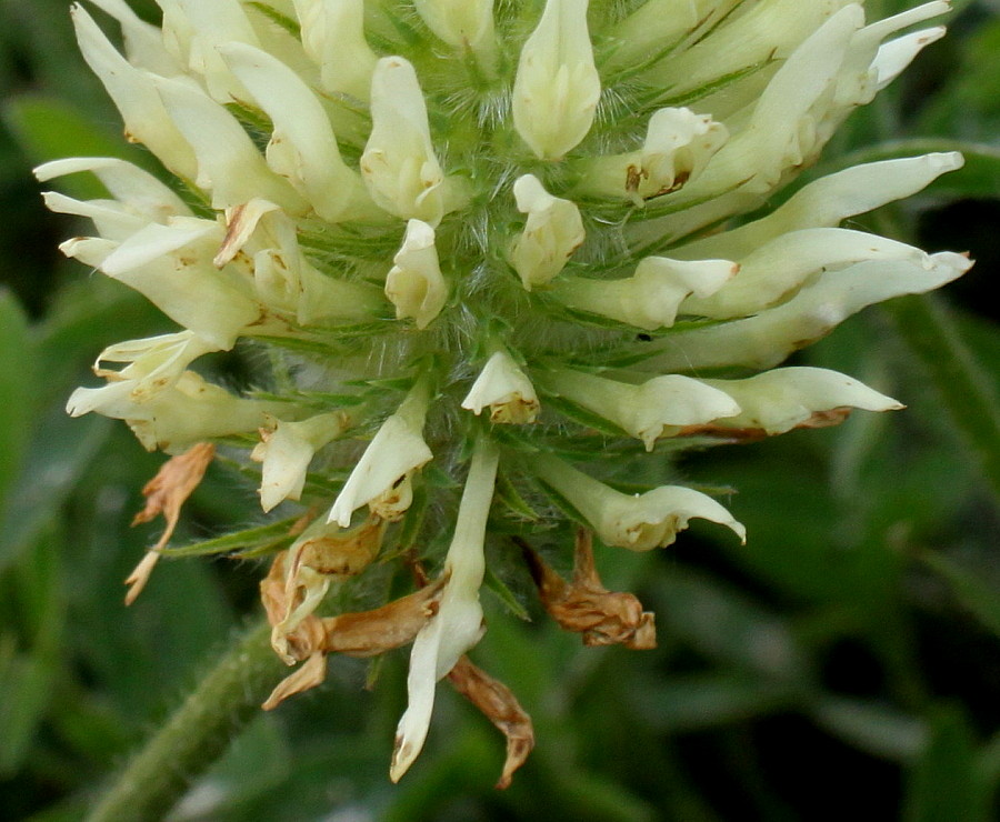 Image of Trifolium ochroleucon specimen.