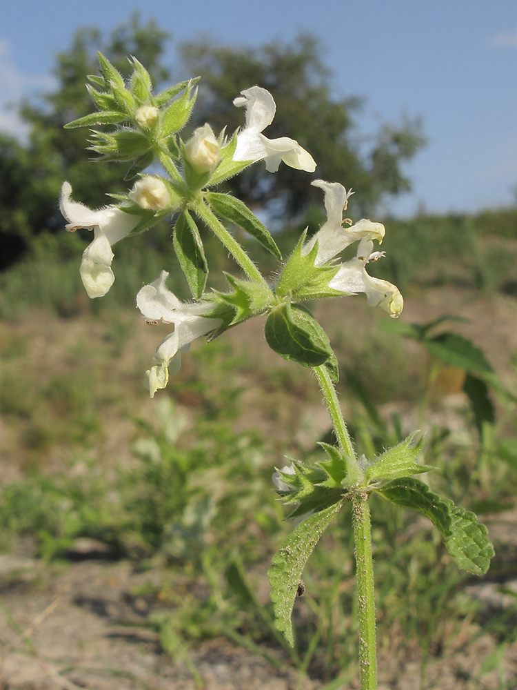 Изображение особи Stachys annua.