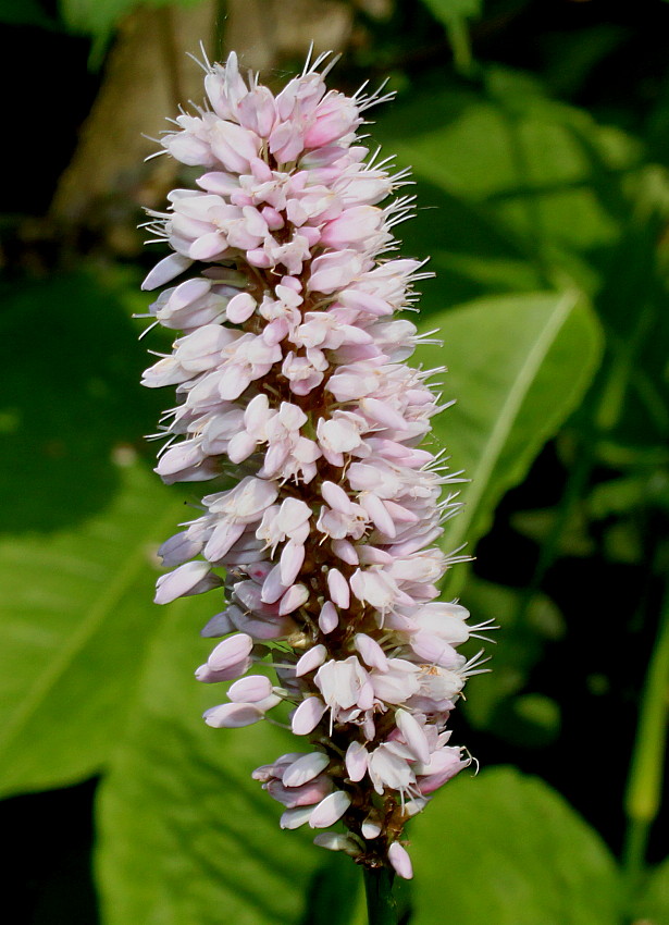 Image of genus Bistorta specimen.