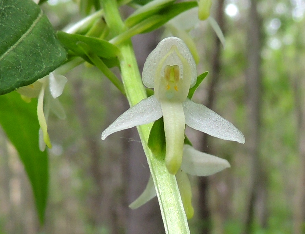 Image of Platanthera metabifolia specimen.