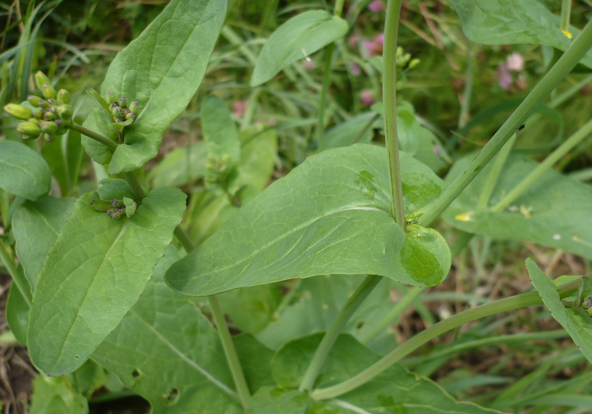 Изображение особи Brassica campestris.