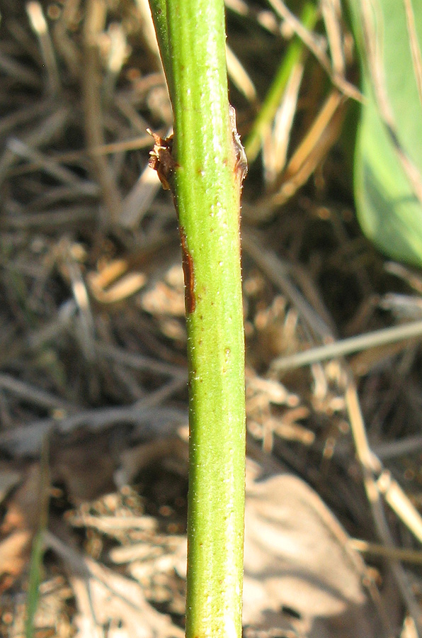 Image of Limonium scoparium specimen.