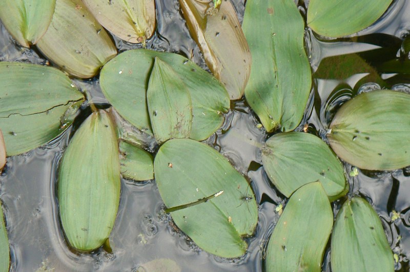 Image of Potamogeton natans specimen.