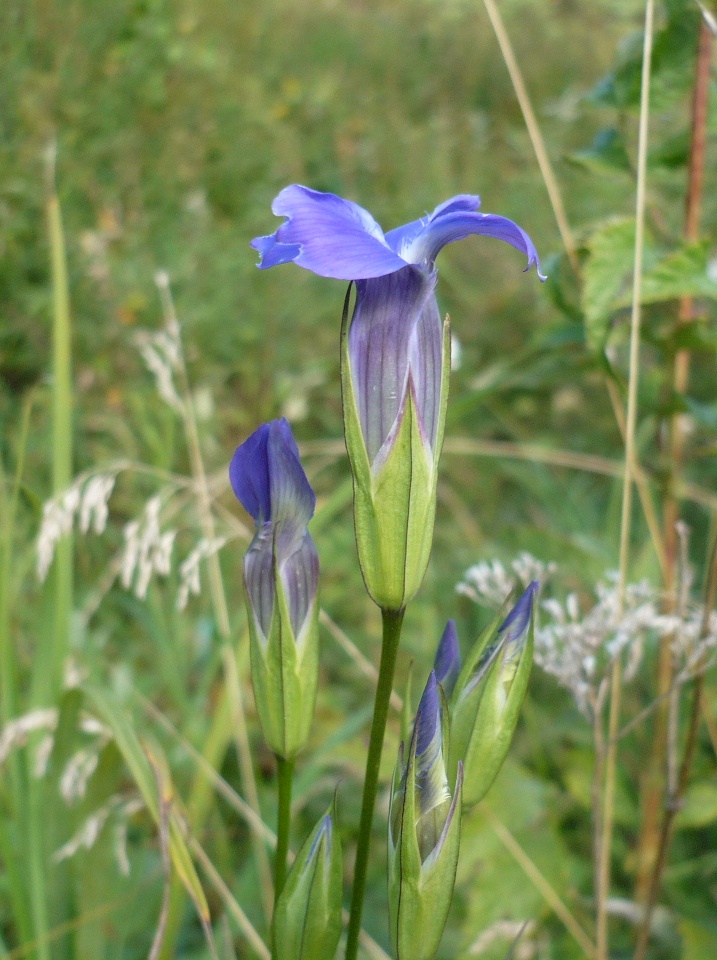 Image of Gentianopsis barbata specimen.