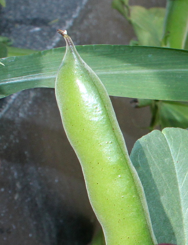 Image of Vicia faba specimen.