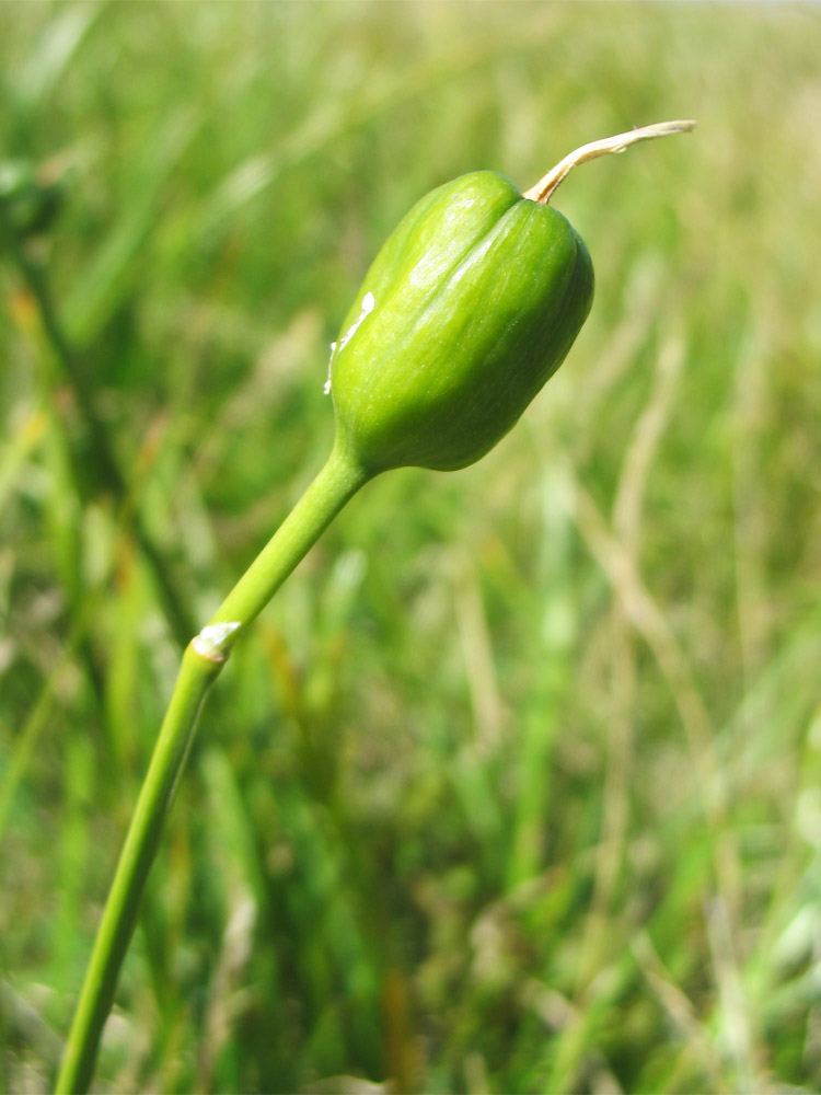 Image of Narcissus angustifolius specimen.