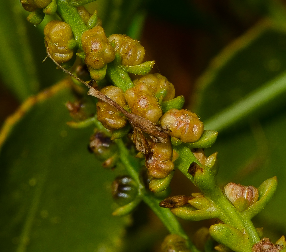 Image of Scaevola crassifolia specimen.